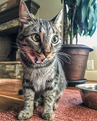 Close-up of a cat licking his lips