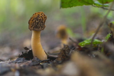 Edible and delicious mushroom  commonly known as early morel or wrinkled thimble-cap