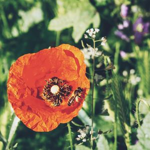 Close-up of orange poppy on plant