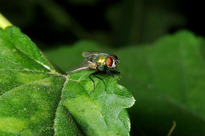 Close-up of fly on leaf