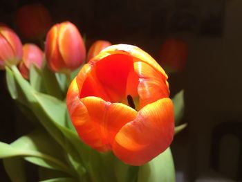 Close-up of orange tulips