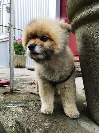 Close-up portrait of dog looking at camera