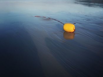 Close-up of yellow leaf on water