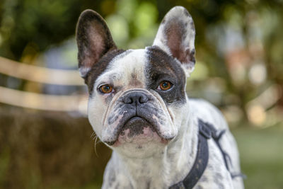 Close-up of a dog