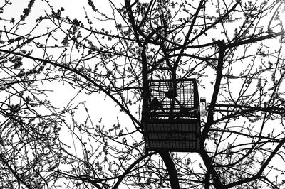 Low angle view of tree against sky