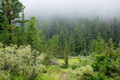 Trees in forest against sky