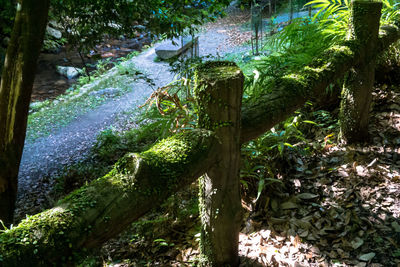 Plants growing on land in forest