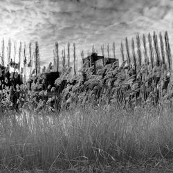 Close-up of plants against sky