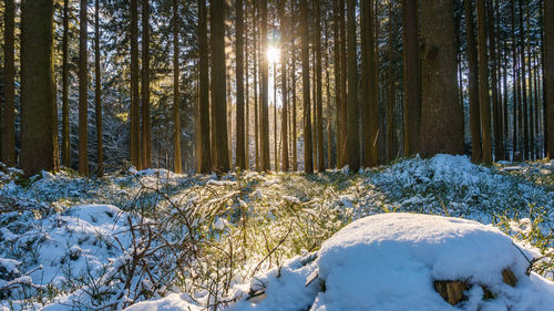 Snow covered trees in forest