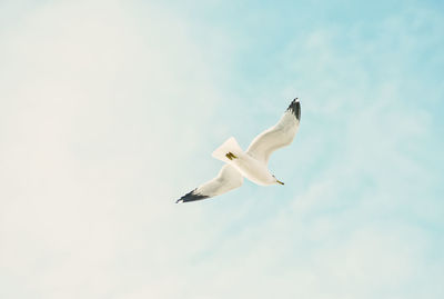 Low angle view of seagull flying against sky