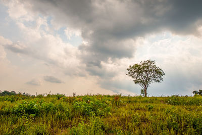 Plants on field against sky