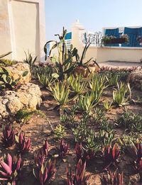 Close-up of potted plants against building