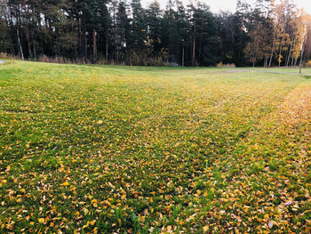 Scenic view of field during autumn