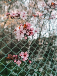 Close-up of pink cherry blossoms in spring