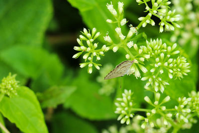 Close-up of butterfly pollinating on flower