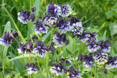 Close-up of purple flowering plants