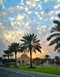 Palm trees at sunset