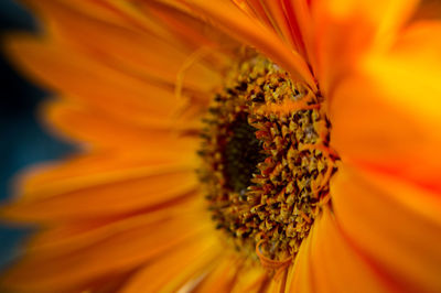 Macro shot of yellow flower