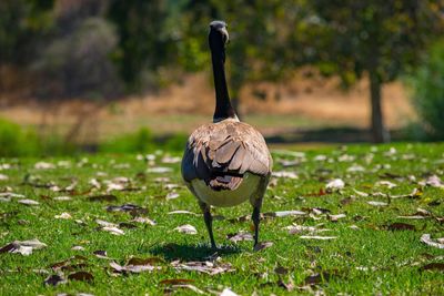 Rear view of canada goose on grassy field