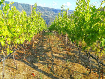 View of vineyard