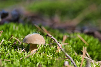 Close-up of mushroom growing on field