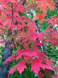 Low angle view of leaves on tree