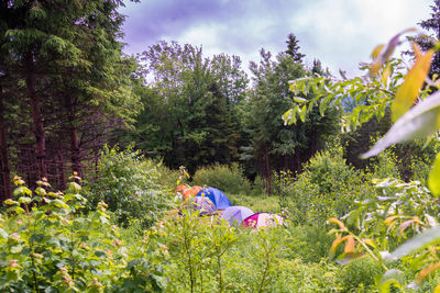 Trees and plants on land against sky