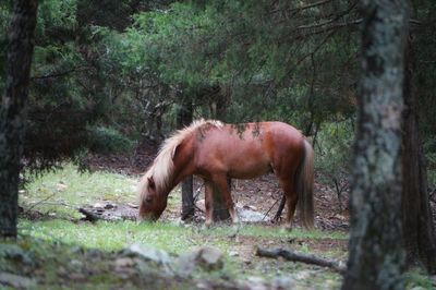 Horse grazing in forest