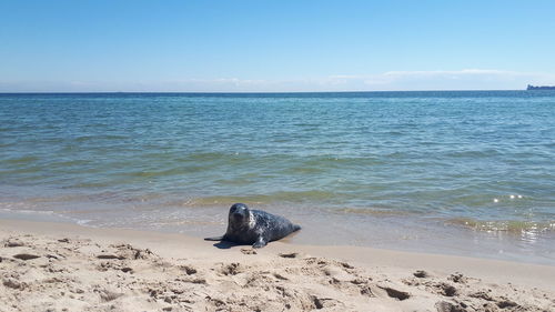 Scenic view of sea against sky