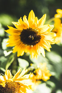 Close-up of bee on sunflower