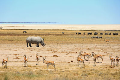 White rhinoceros grazing on field against clear sky