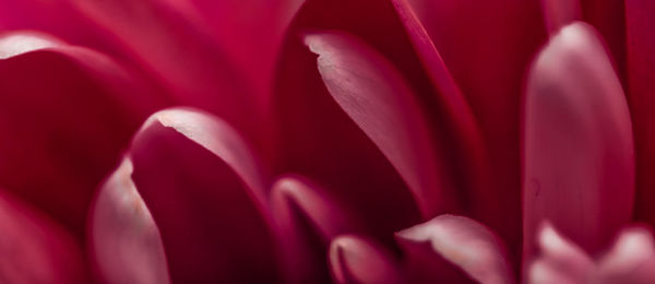 Close-up of flower