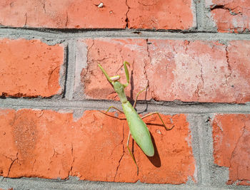 Close-up of lizard on wall