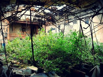 Plants in greenhouse against sky