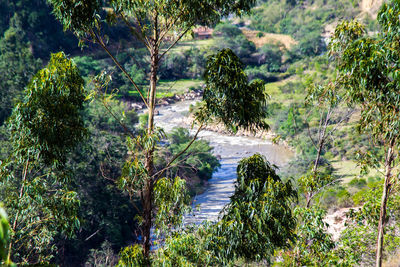 Stream flowing through forest