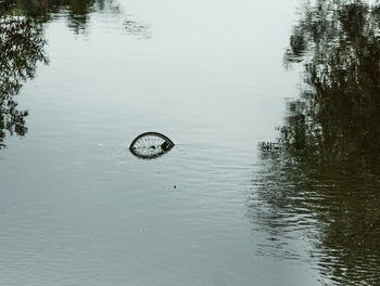 Reflection of trees in water