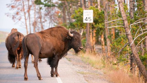 View of horse standing on road