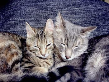 Cat sleeping on bed