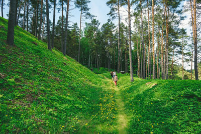 Man walking on footpath in forest