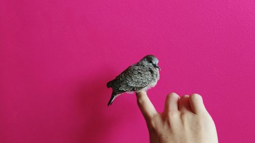 Close-up of hand holding bird
