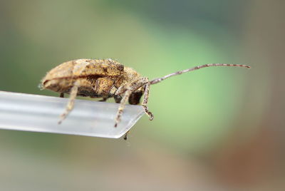 Close-up of insect