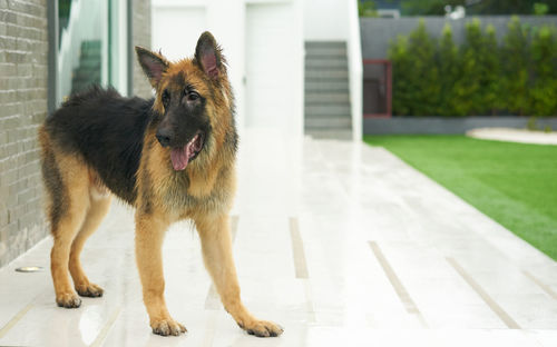 View of a dog looking away