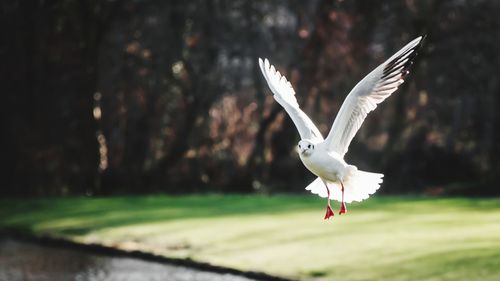 Seagull flying over a land