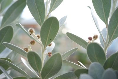 Close-up of plant