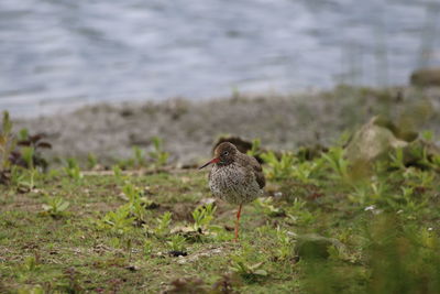 Sandpiper perching on grass on one leg