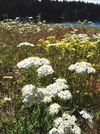 Close-up of white flowers blooming in field