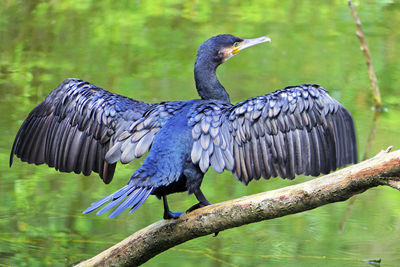 Bird perching on a tree