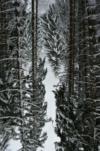 Full frame shot of trees in forest