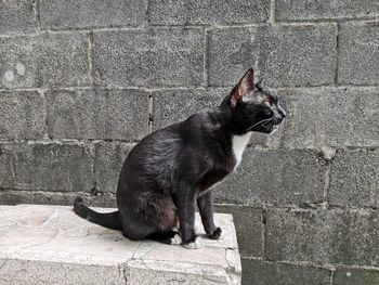 Black cat sitting on brick wall