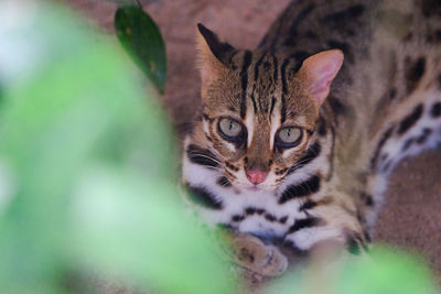 Close-up portrait of tabby kitten